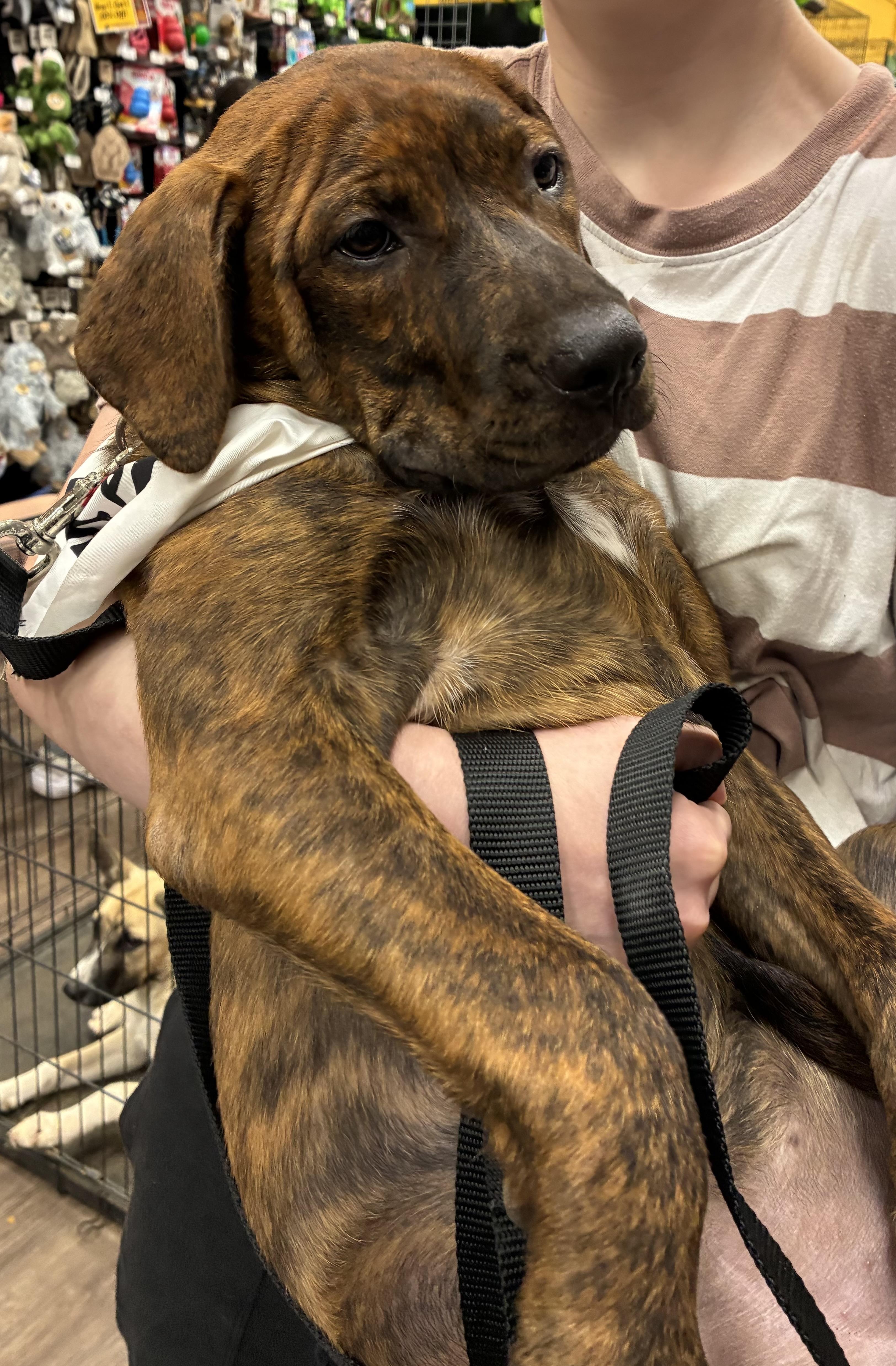 Enlarge Sophie, a ADOPTABLE mixed breed in Mobile, AL image 5/5