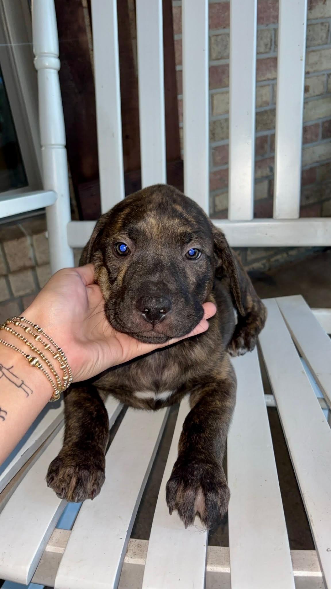 Enlarge Sophie, a ADOPTABLE mixed breed in Mobile, AL image 3/5
