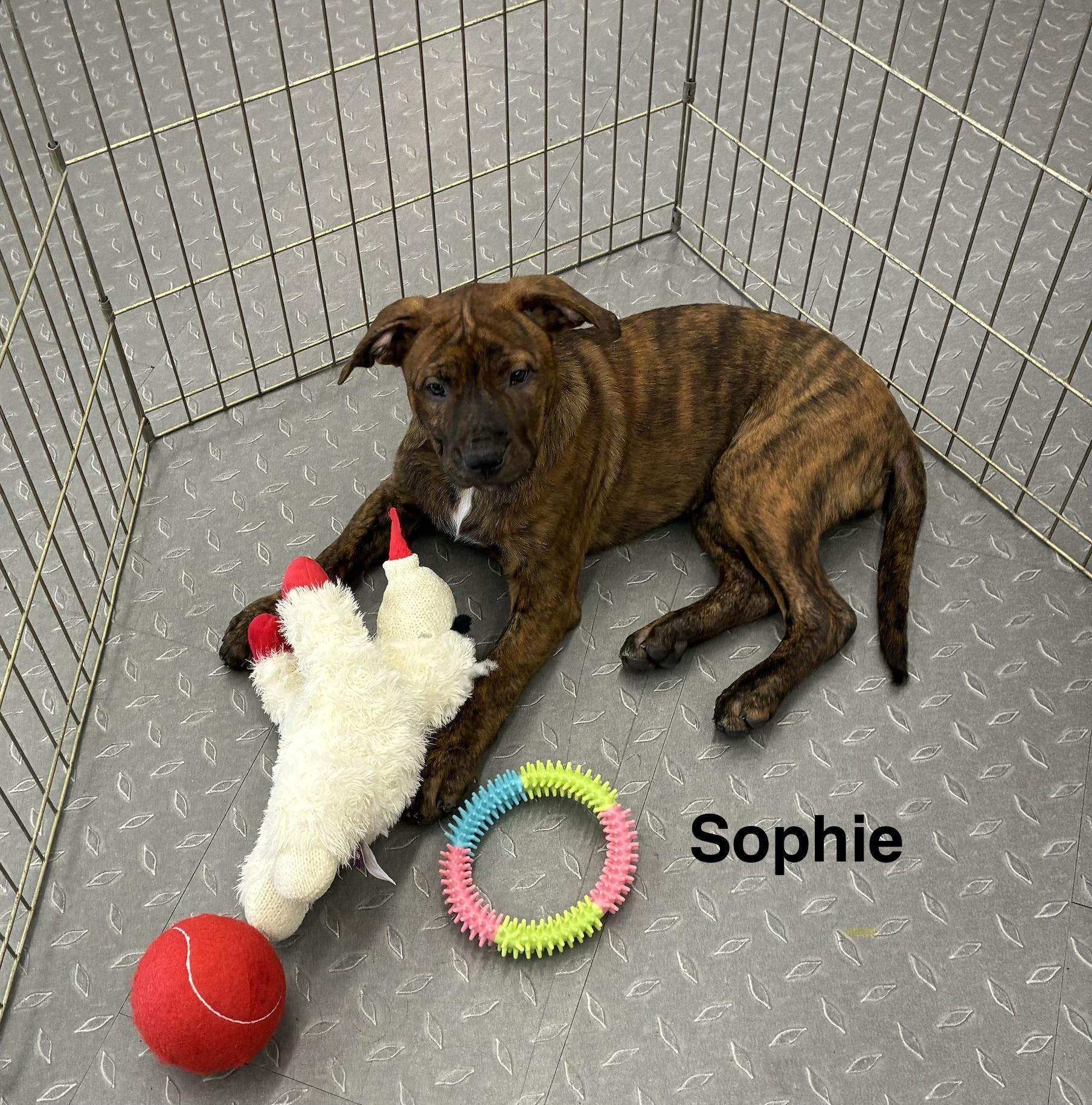 Enlarge Sophie, a ADOPTABLE mixed breed in Mobile, AL image 4/5