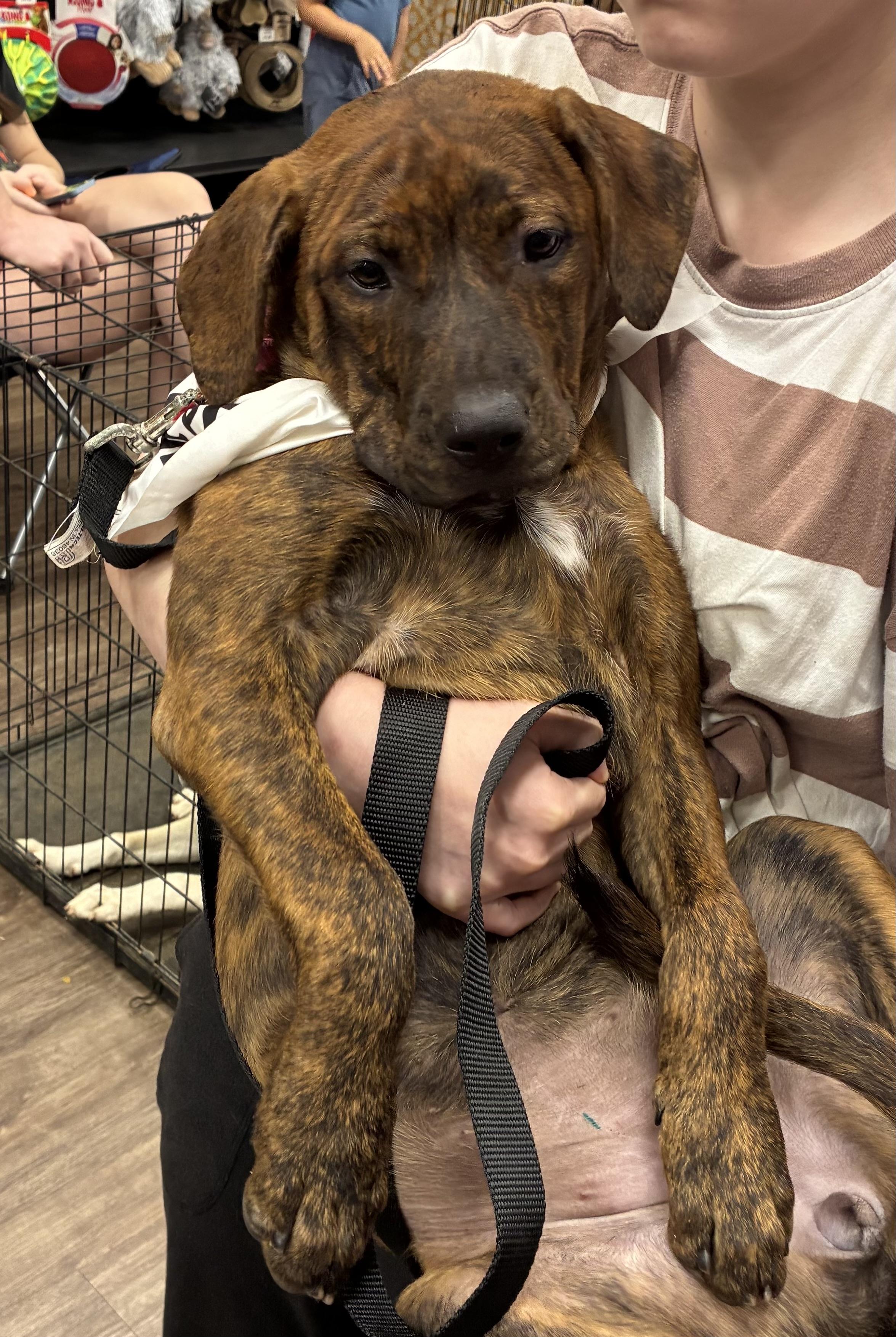 Sophie, ADOPTABLE, Young Female Pit Bull Terrier & Hound.
