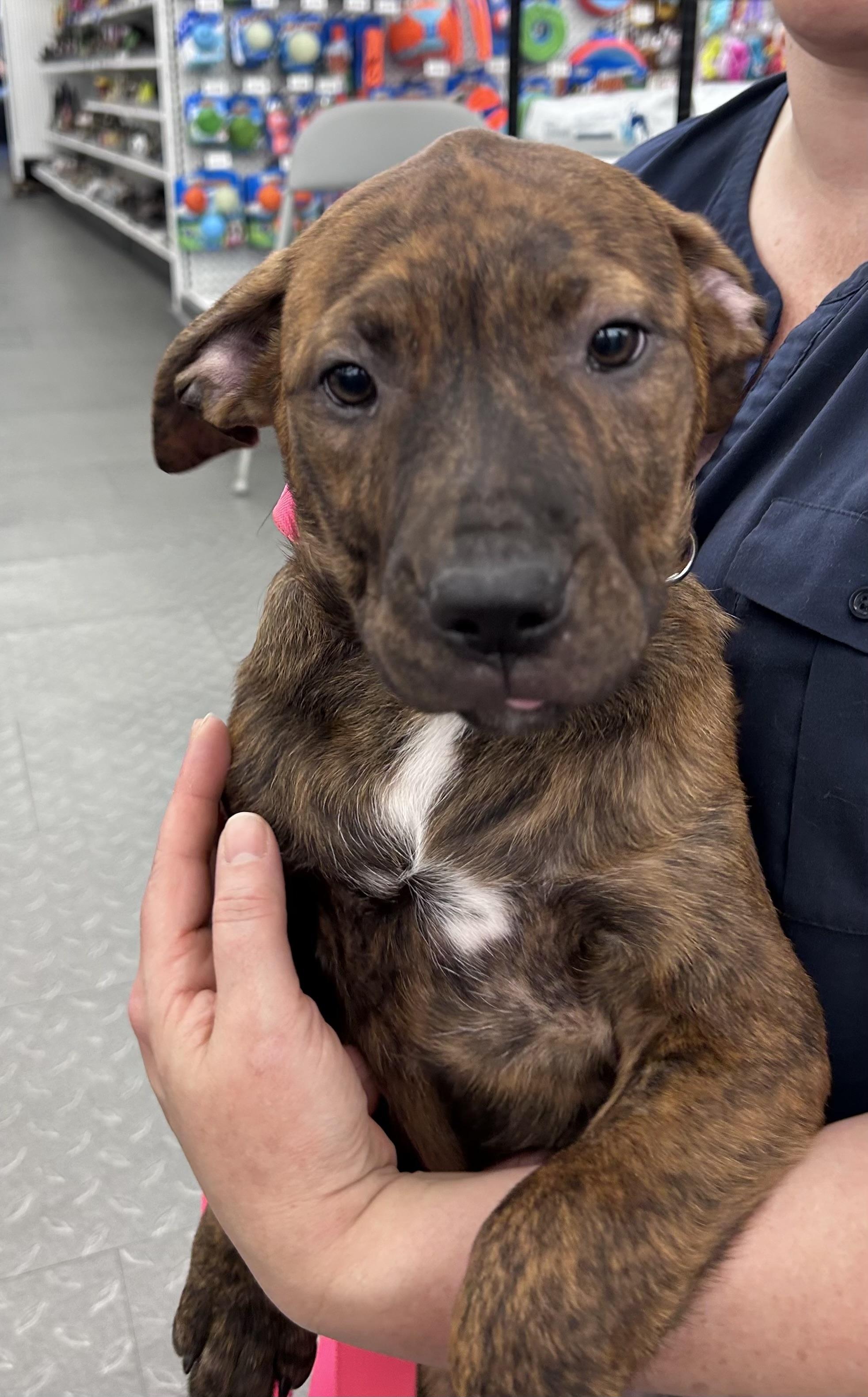 Enlarge Sophie, a ADOPTABLE mixed breed in Mobile, AL image 2/5