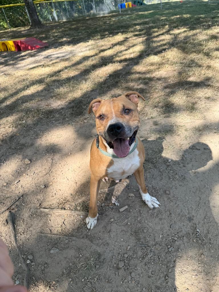 Scooter, a Adoptable Pit Bull Terrier in Mineral, VA image 1/5