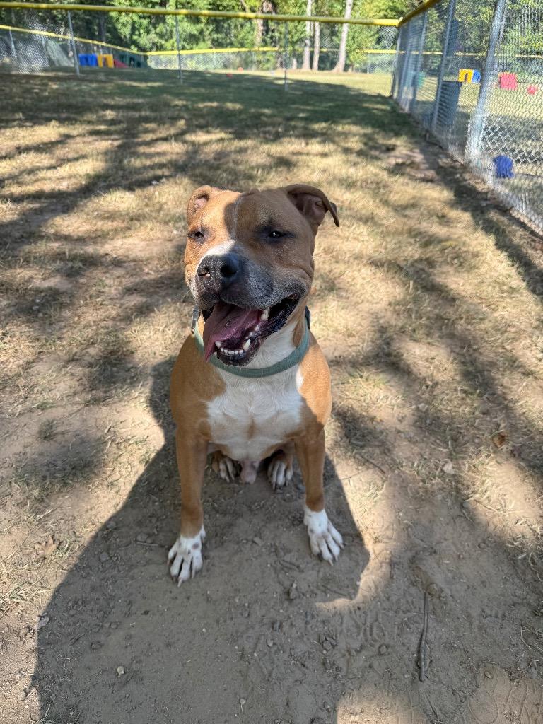 Scooter, a Adoptable Pit Bull Terrier in Mineral, VA image 2/5