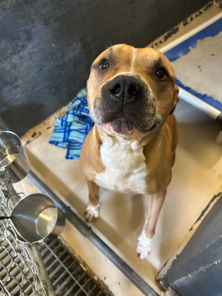 Scooter, a Adoptable Pit Bull Terrier in Mineral, VA image 4/5
