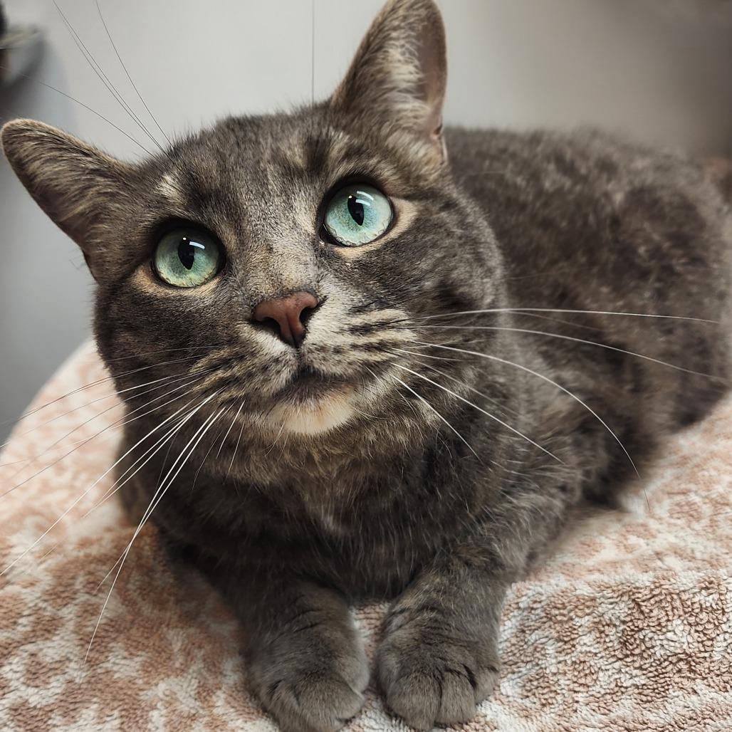 COCONUT DREAM (bonded w/Lemon Meringue), Adopted, Adult Female Domestic Short Hair.