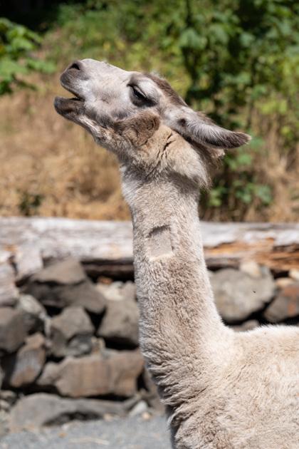 Ace, Adoptable, Senior Male Llama.