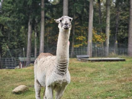 Enlarge Ace, a Adoptable Llama in Sultan, WA image 2/3
