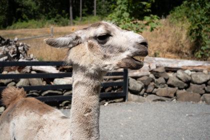 Enlarge Ace, a Adoptable Llama in Sultan, WA image 3/3