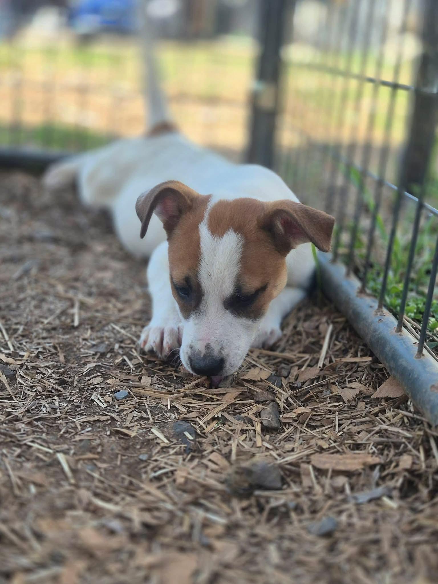 Enlarge Dwarf, a Adoptable mixed breed in Dover, AR image 1/6