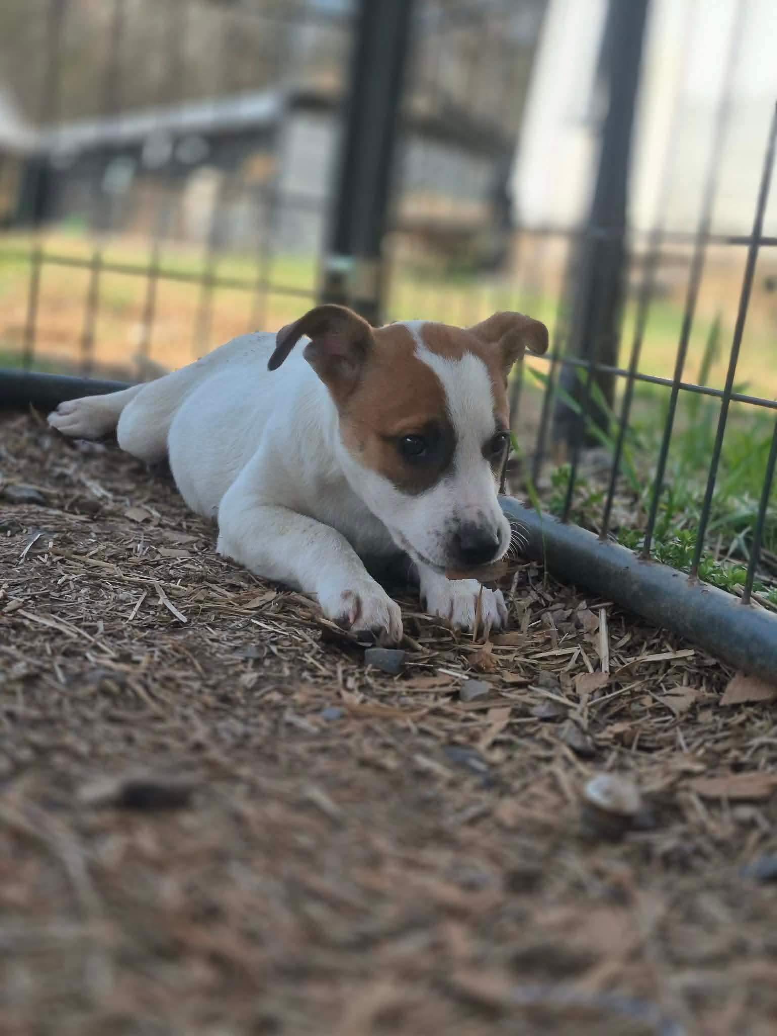 Enlarge Dwarf, a Adoptable mixed breed in Dover, AR image 2/6