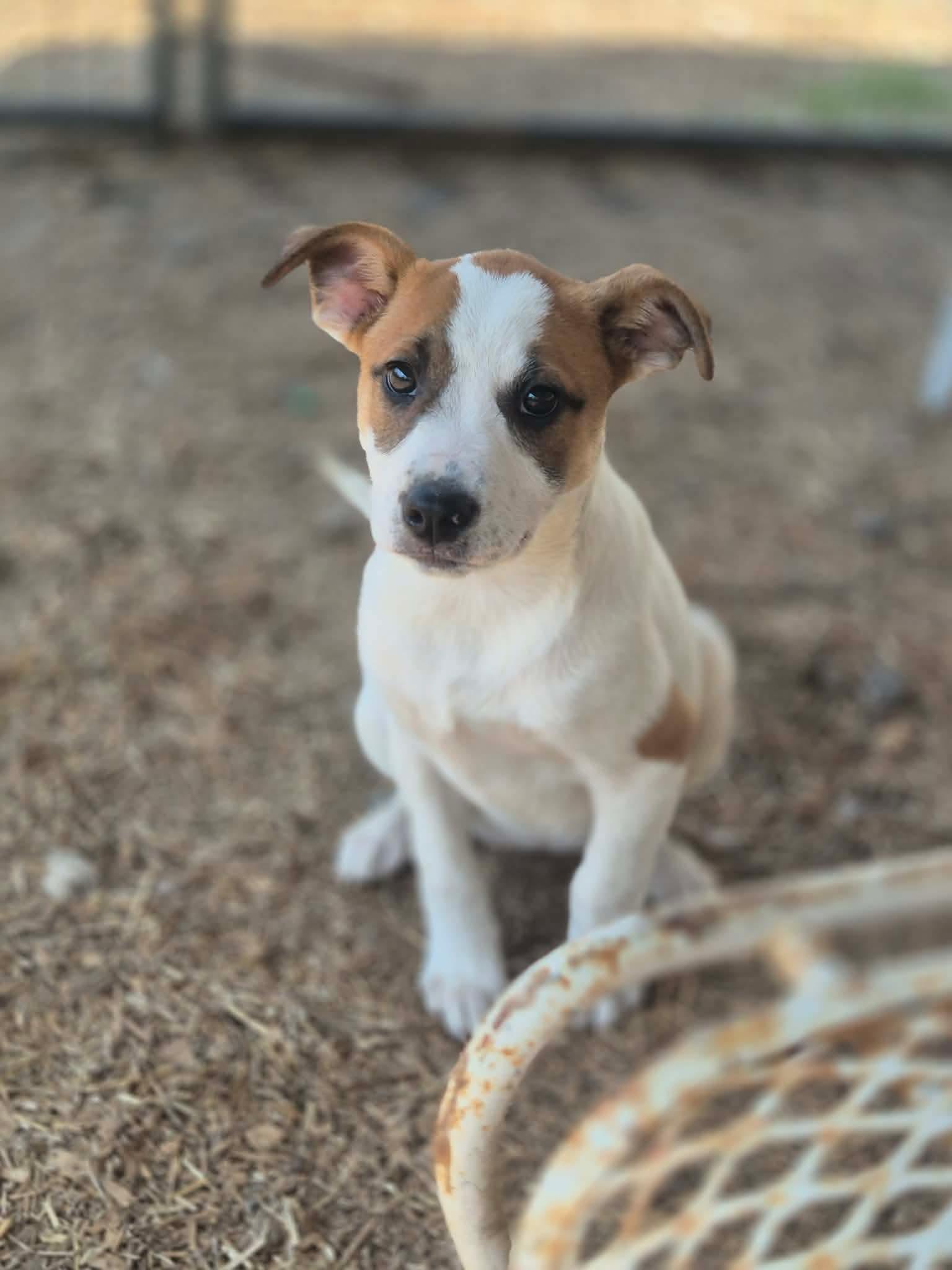 Enlarge Dwarf, a Adoptable mixed breed in Dover, AR image 3/6