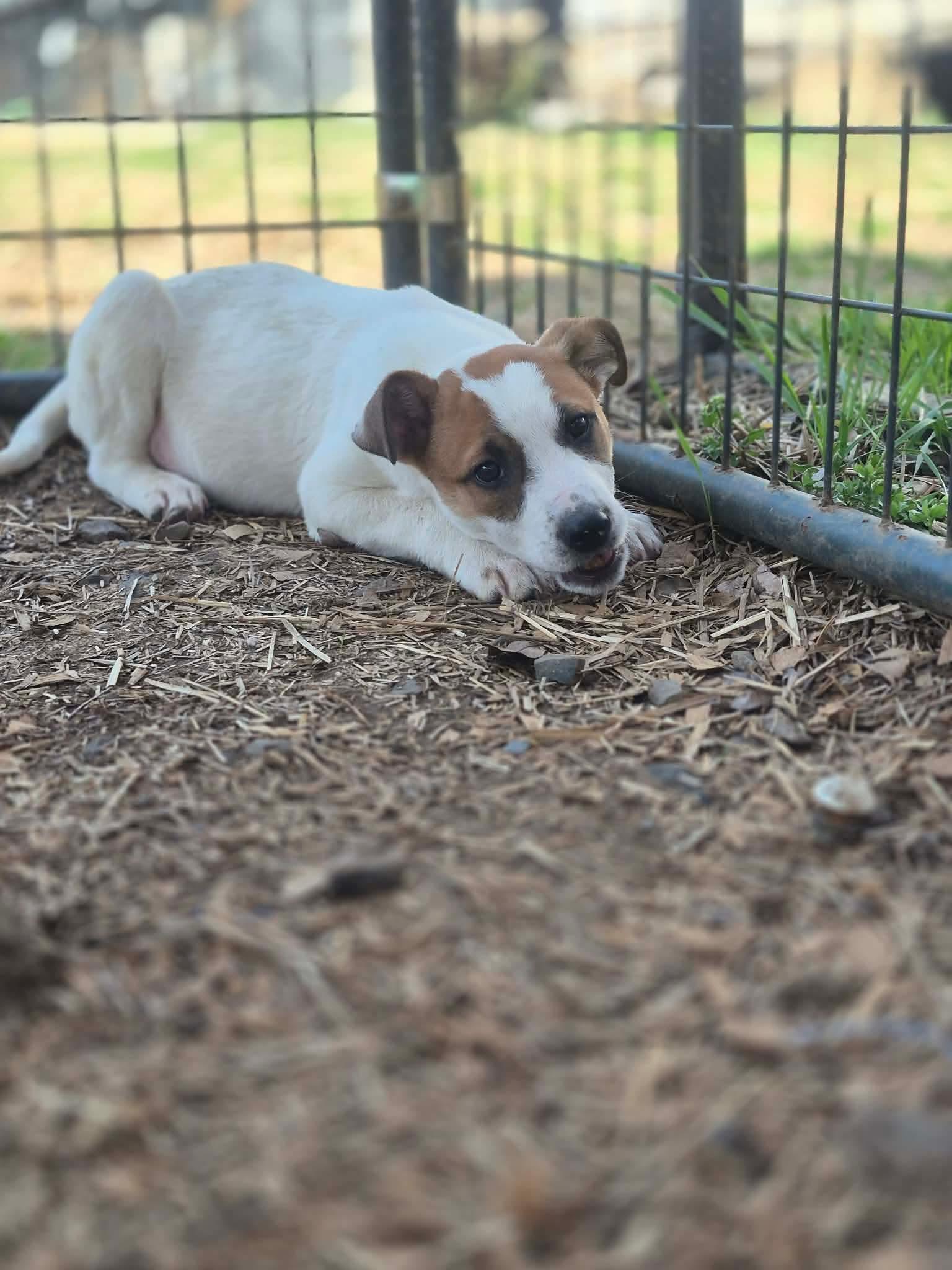 Enlarge Dwarf, a Adoptable mixed breed in Dover, AR image 4/6