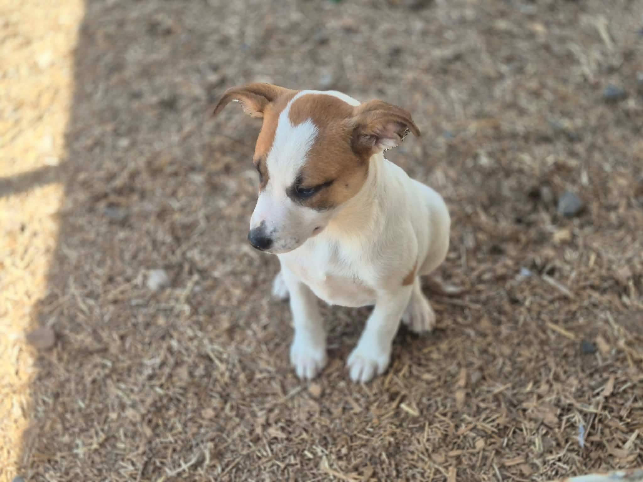 Enlarge Dwarf, a Adoptable mixed breed in Dover, AR image 5/6