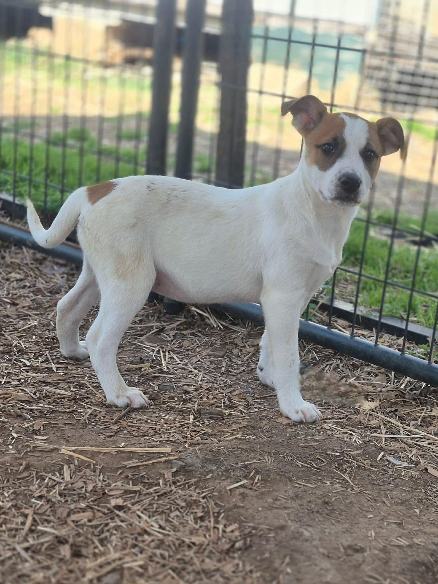 Enlarge Dwarf, a Adoptable mixed breed in Dover, AR image 6/6