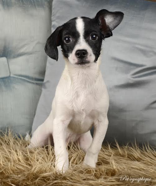 Enlarge Miles (shaemus), a Adopted Chihuahua in Las Vegas, NV image 1/3