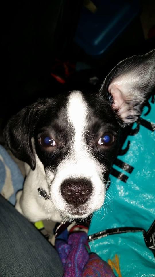 Enlarge Miles (shaemus), a Adopted Chihuahua in Las Vegas, NV image 2/3