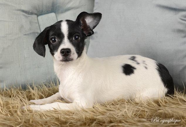 Enlarge Miles (shaemus), a Adopted Chihuahua in Las Vegas, NV image 3/3