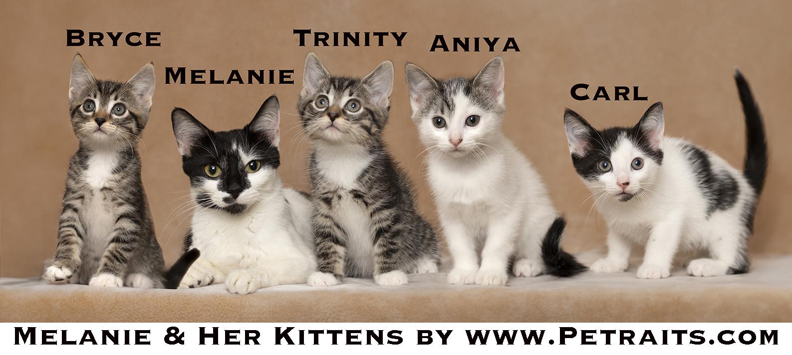 Melanie and kittens, Adoptable, Kitten Male Domestic Short Hair.