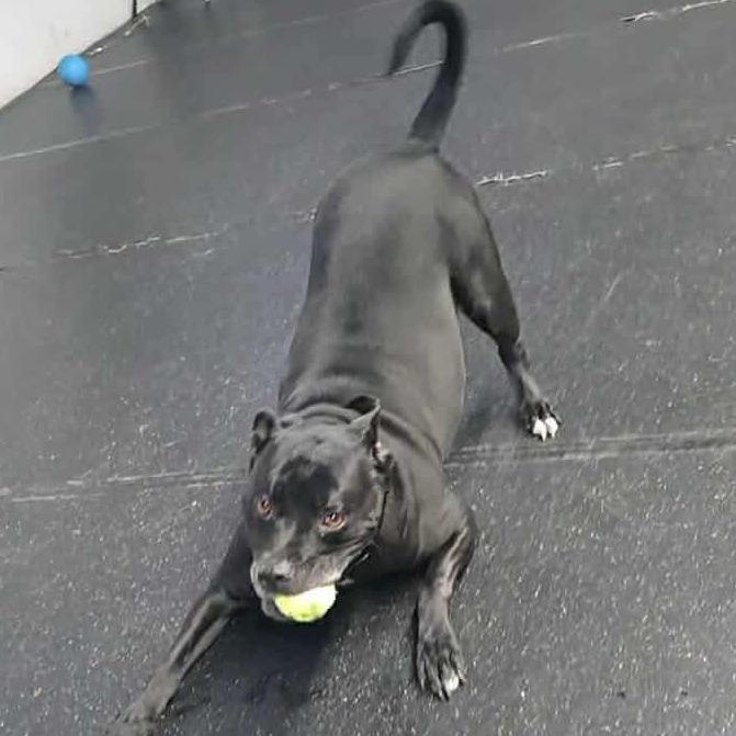 Enlarge Elphaba, a Adoptable American Bulldog in Tulsa, OK image 1/5