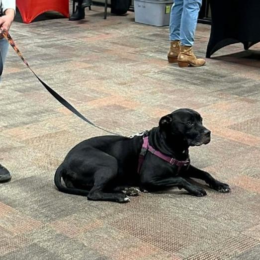 Enlarge Elphaba, a Adoptable American Bulldog in Tulsa, OK image 3/5