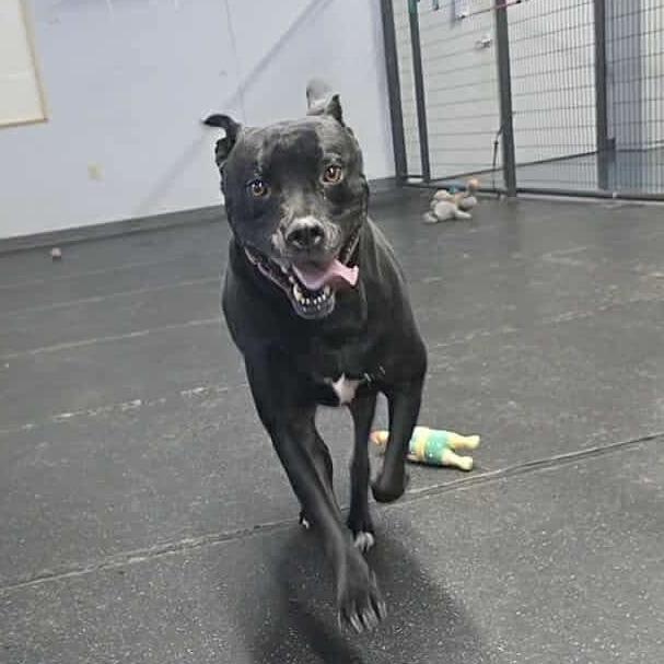 Enlarge Elphaba, a Adoptable American Bulldog in Tulsa, OK image 5/5