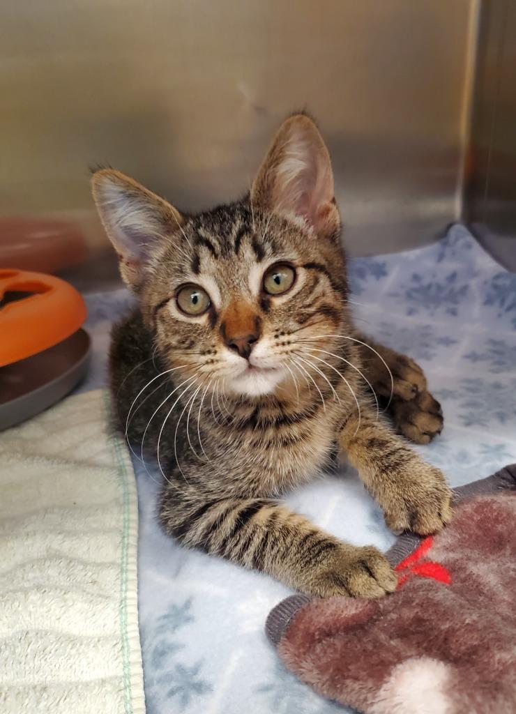 Bing Bang, a Adoptable mixed breed in Grants Pass, OR image 2/2