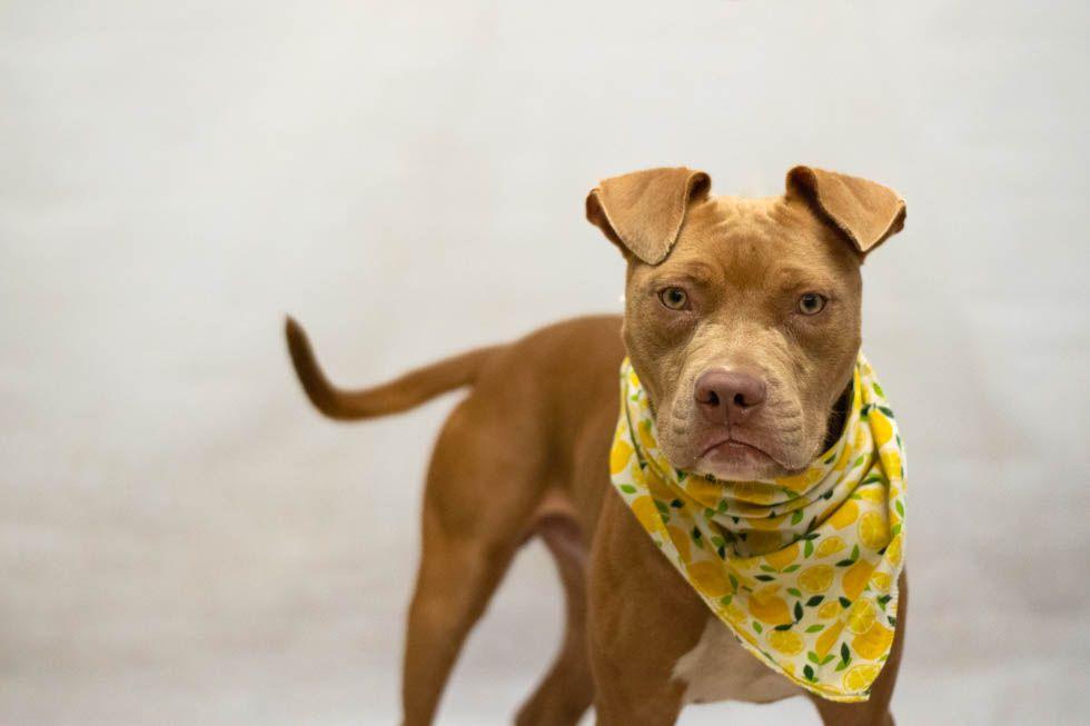 Dante, an adopted mixed breed in Sanford, FL image 2/3