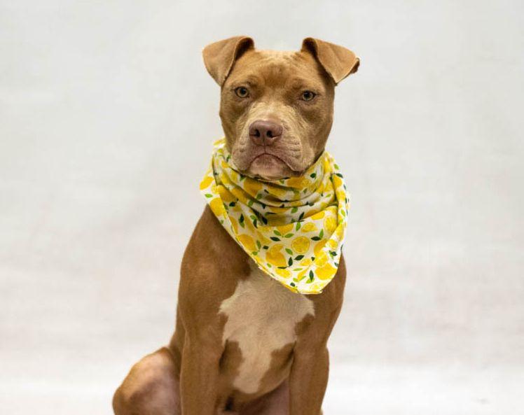 Dante, an adopted mixed breed in Sanford, FL image 3/3