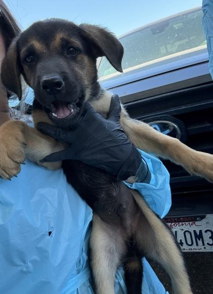 Krypto, Adoptable, Puppy Male German Shepherd Dog & Mixed Breed.