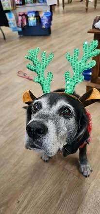 Lola, Adoptable, Senior Female Mixed Breed.