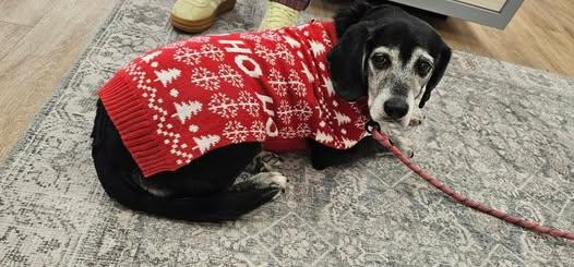 Enlarge Lola, a Adoptable Mixed Breed in Watertown, WI image 4/4