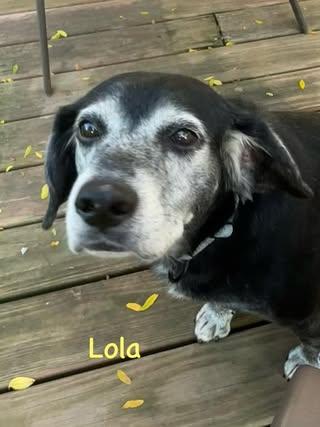 Enlarge Lola, a Adoptable Mixed Breed in Watertown, WI image 3/4