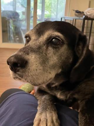 Enlarge Lola, a Adoptable Mixed Breed in Watertown, WI image 2/4