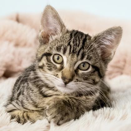 Bael, Adoptable, Kitten Male Domestic Short Hair & Domestic Short Hair.