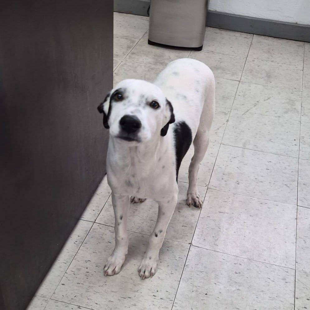 Enlarge Ronnie, a ADOPTABLE mixed breed in Albion, NY image 2/4