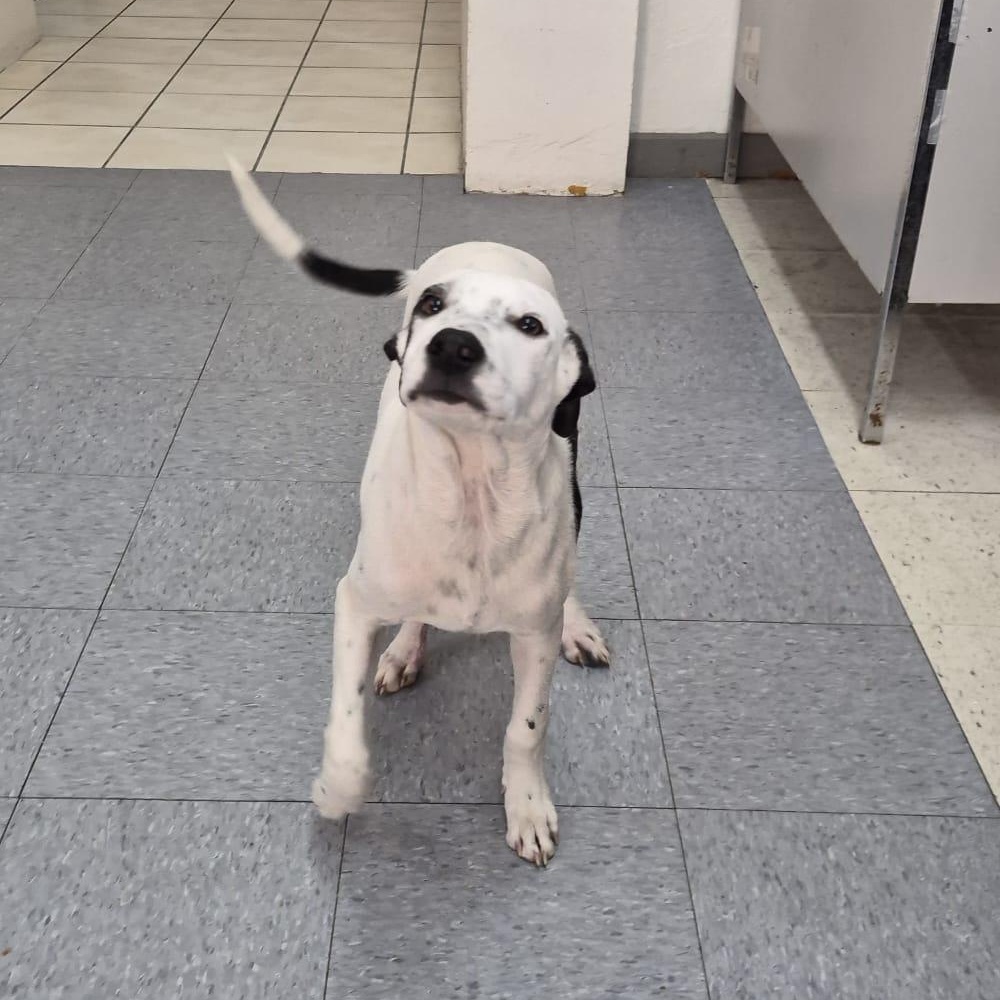 Enlarge Ronnie, a ADOPTABLE mixed breed in Albion, NY image 3/4