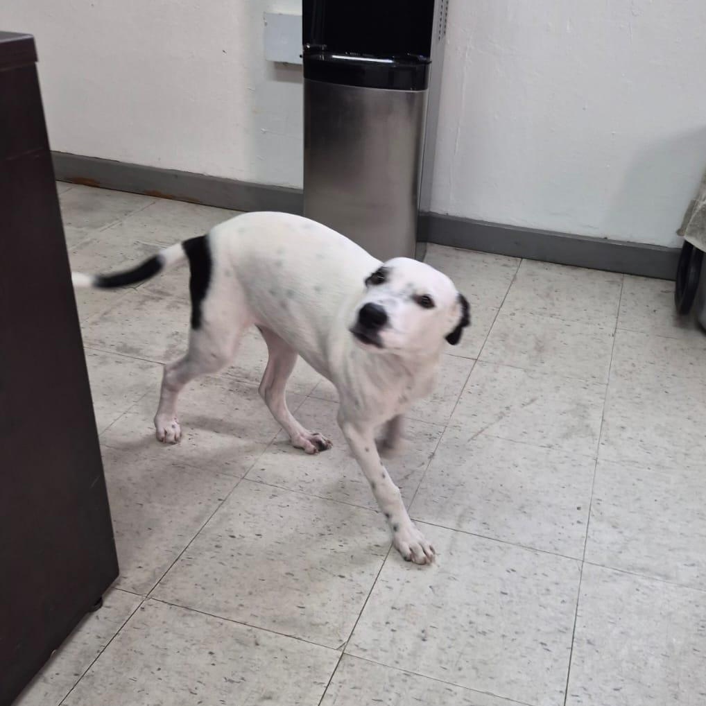 Enlarge Ronnie, a ADOPTABLE mixed breed in Albion, NY image 4/4