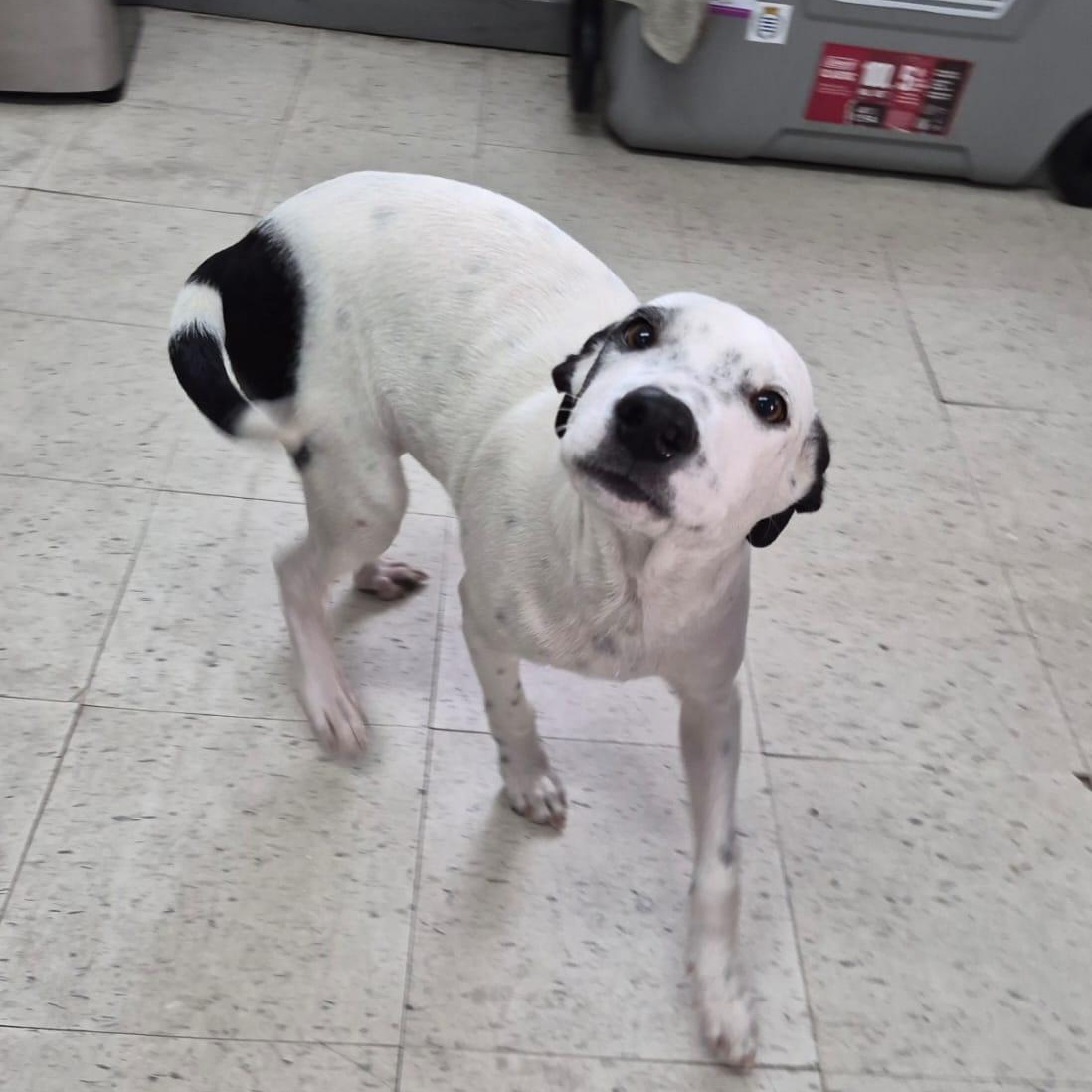 Ronnie, ADOPTABLE, Young Male Pointer.