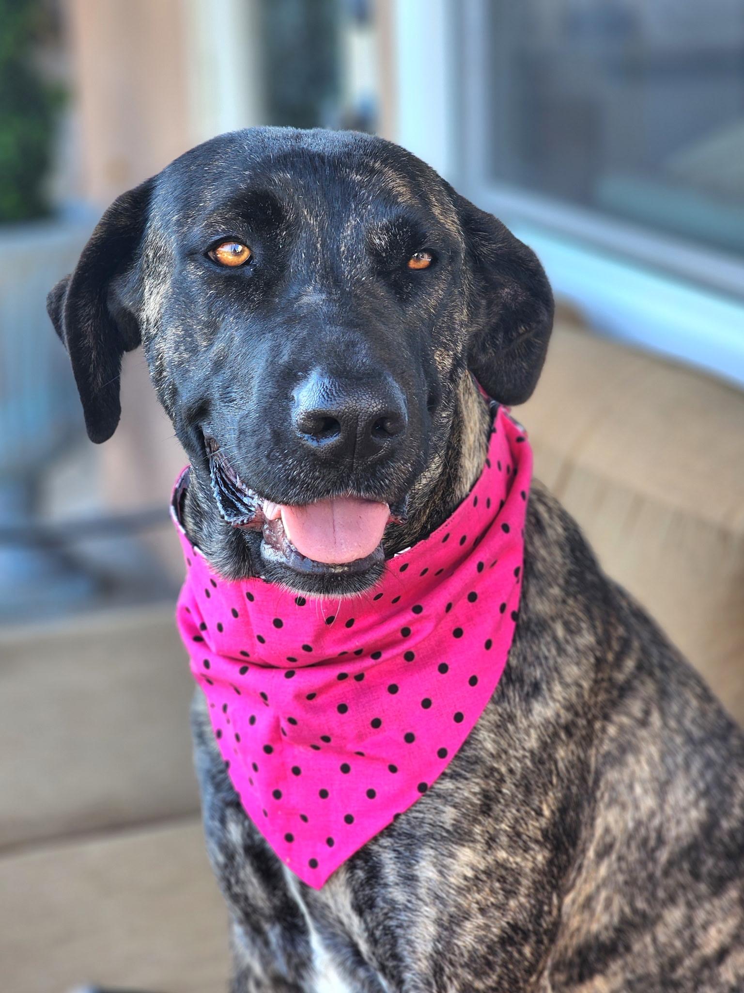 Moxie, Adoptable, Adult Female German Shepherd Dog & Neapolitan Mastiff.