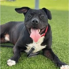 Freddie, Adoptable, Adult Male Pit Bull Terrier.