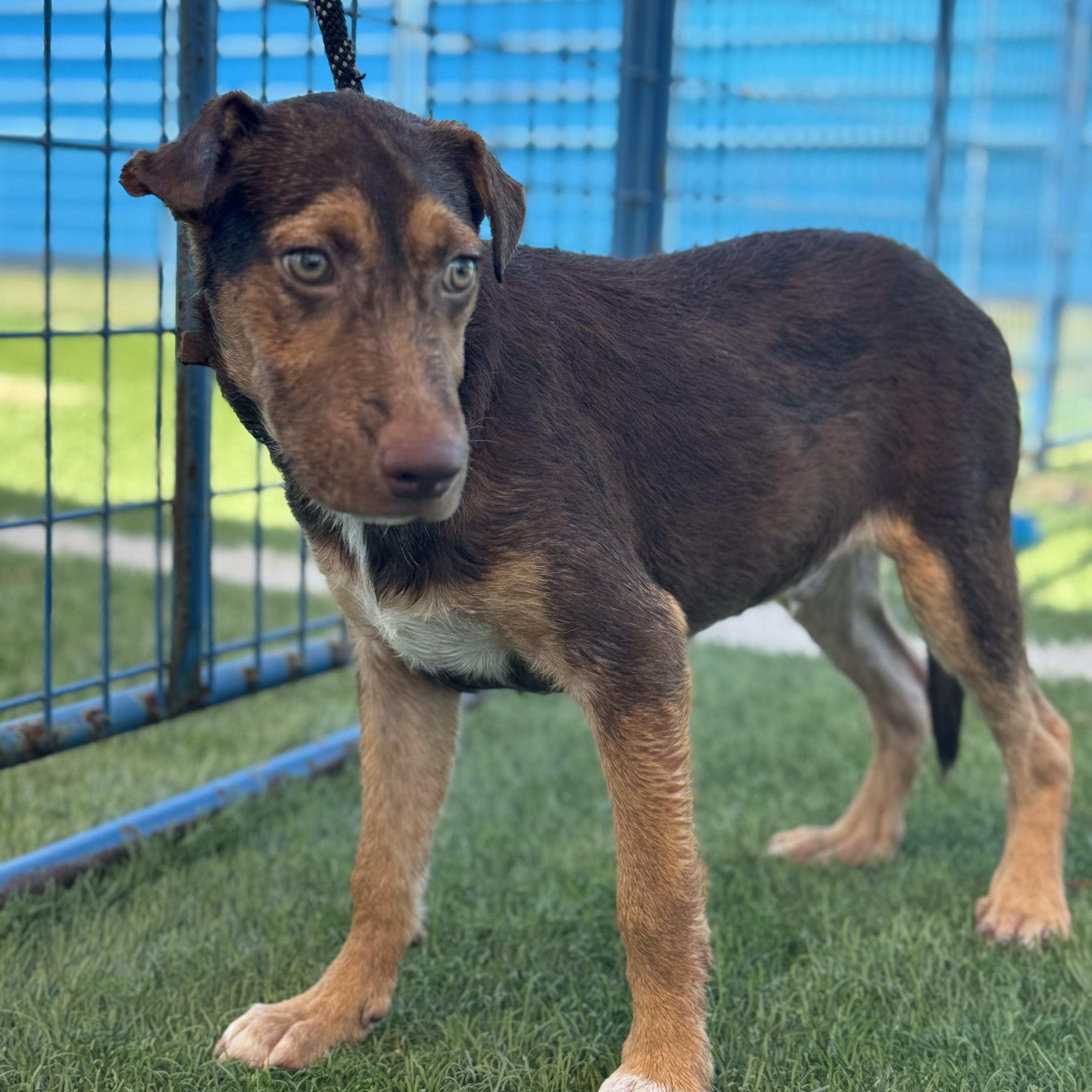 Bryce, a Adoptable mixed breed in Williston, VT image 2/6