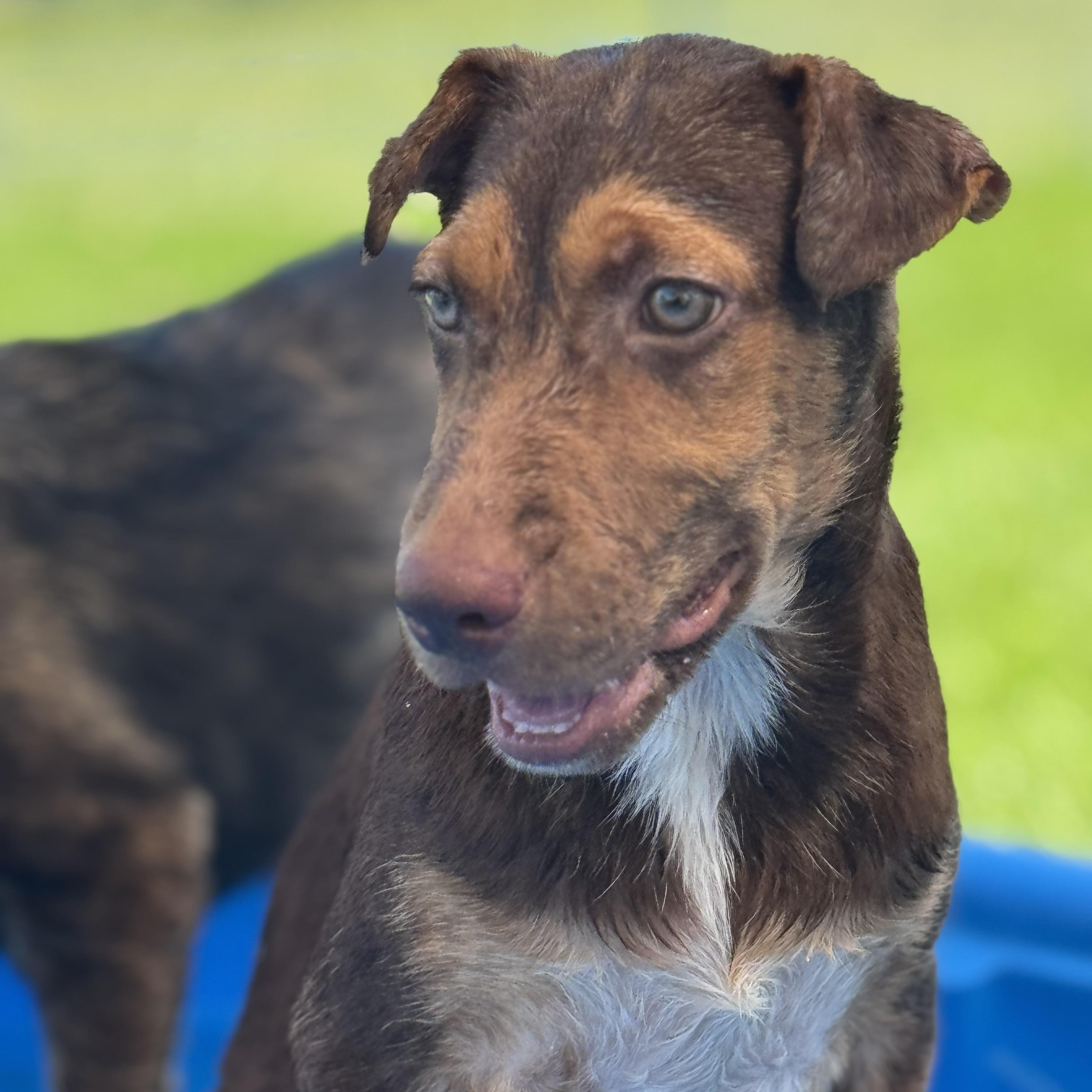 Bryce, a Adoptable mixed breed in Williston, VT image 1/6