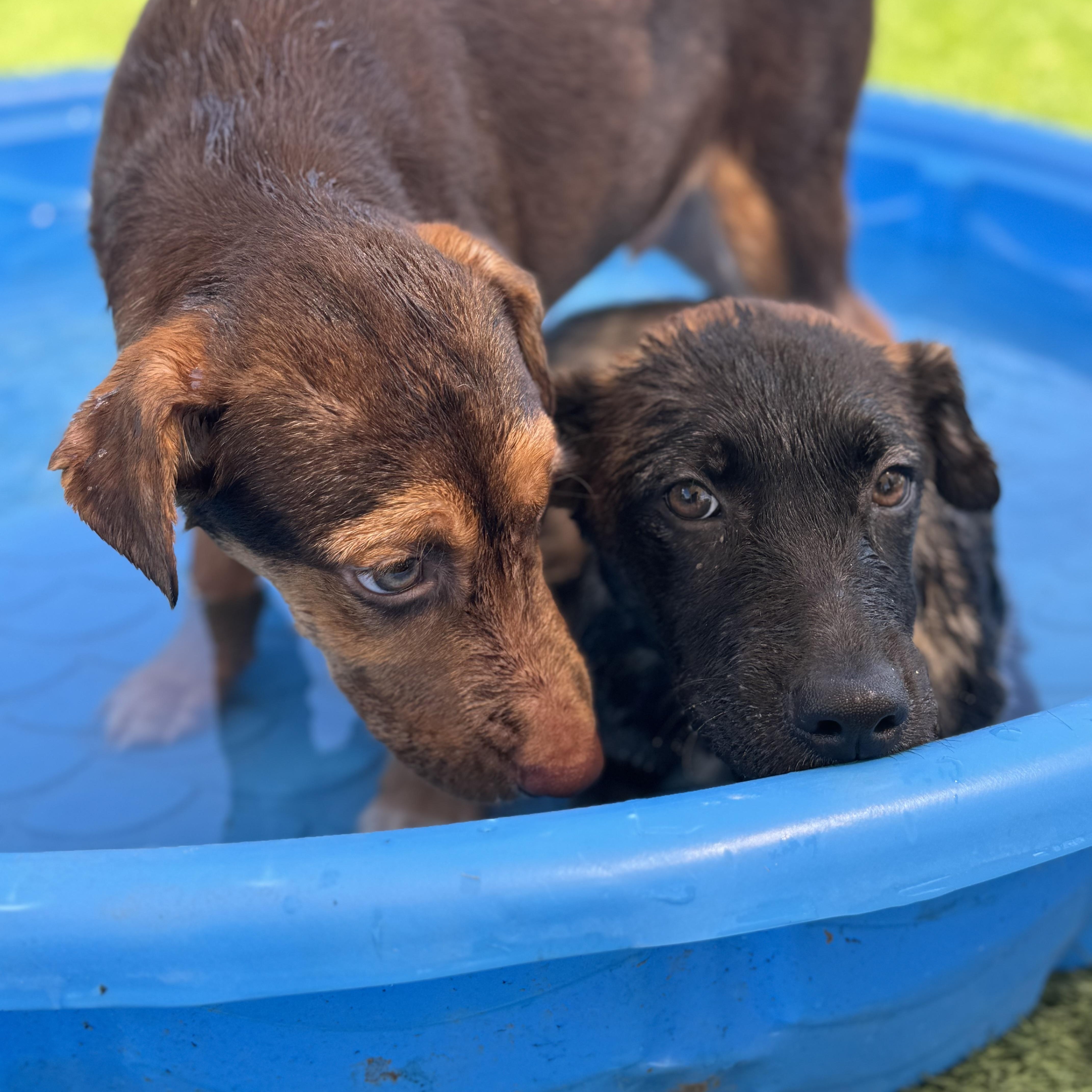Bryce, a Adoptable mixed breed in Williston, VT image 3/6