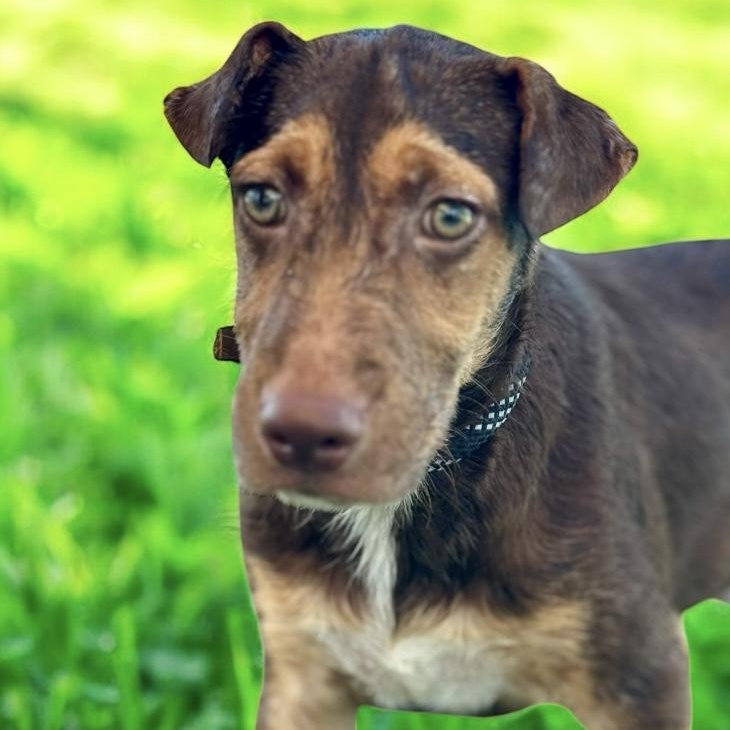 Bryce, a Adoptable mixed breed in Williston, VT image 5/6