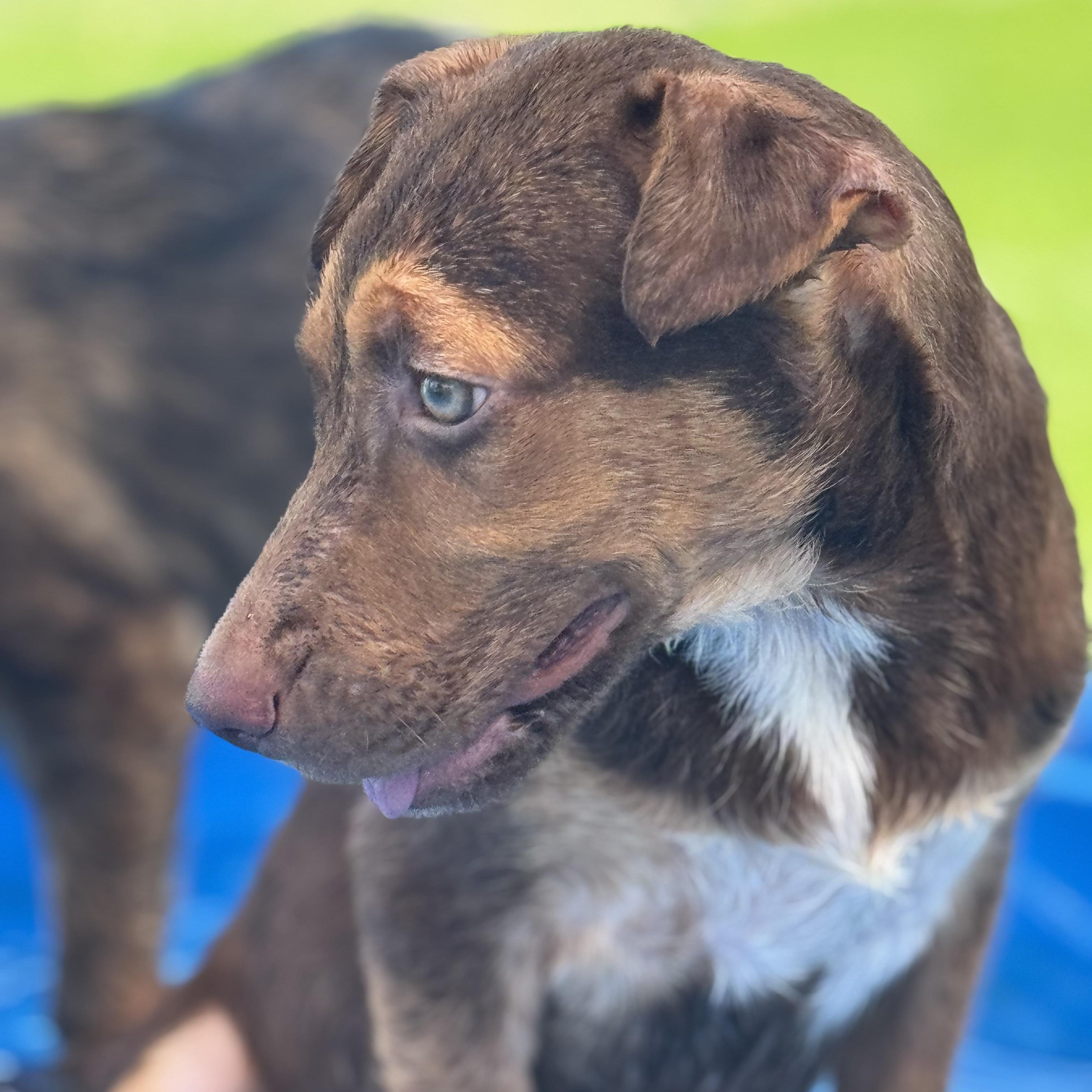 Bryce, a Adoptable mixed breed in Williston, VT image 6/6