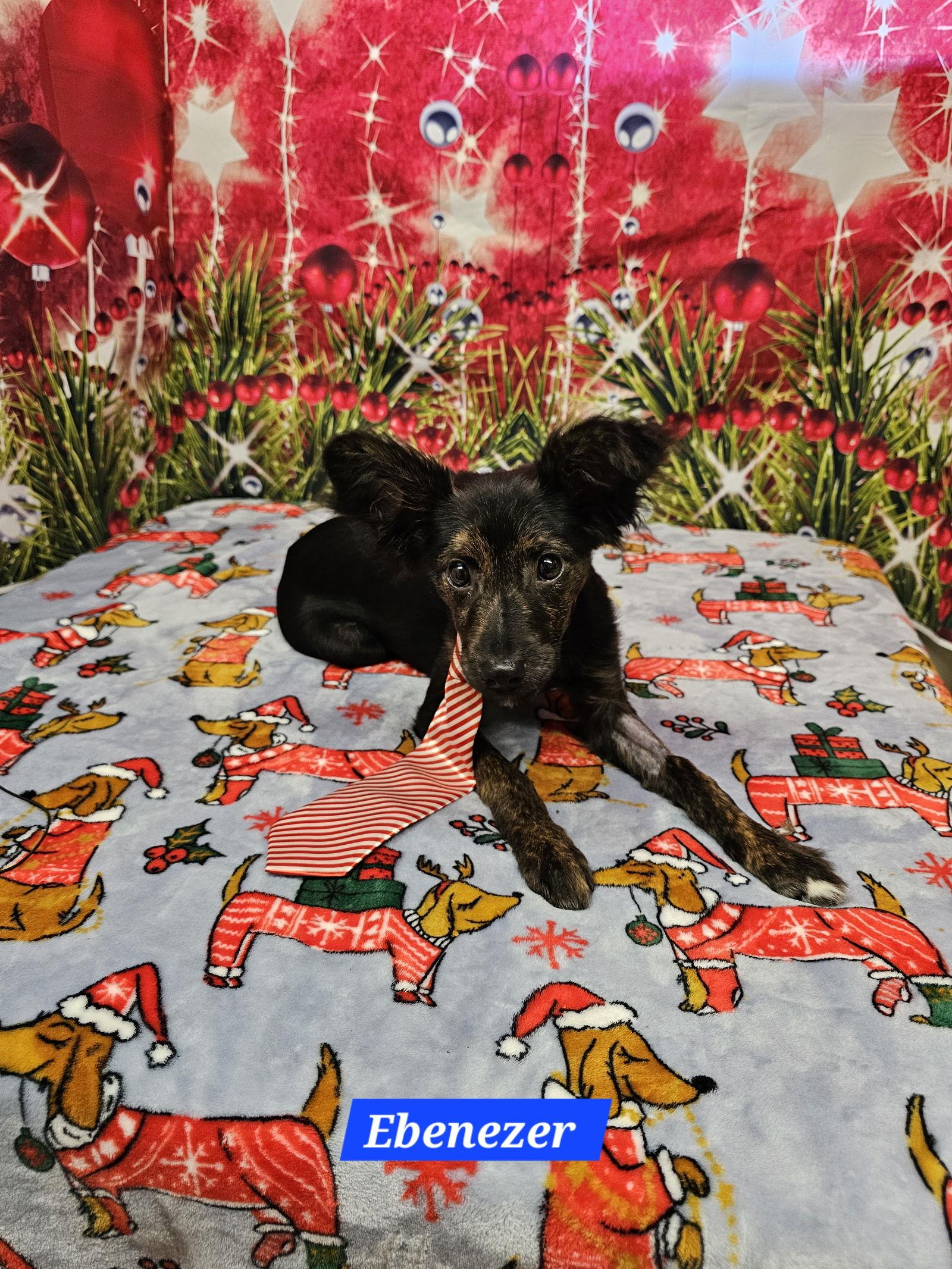 Ebenezer thumbnail 3