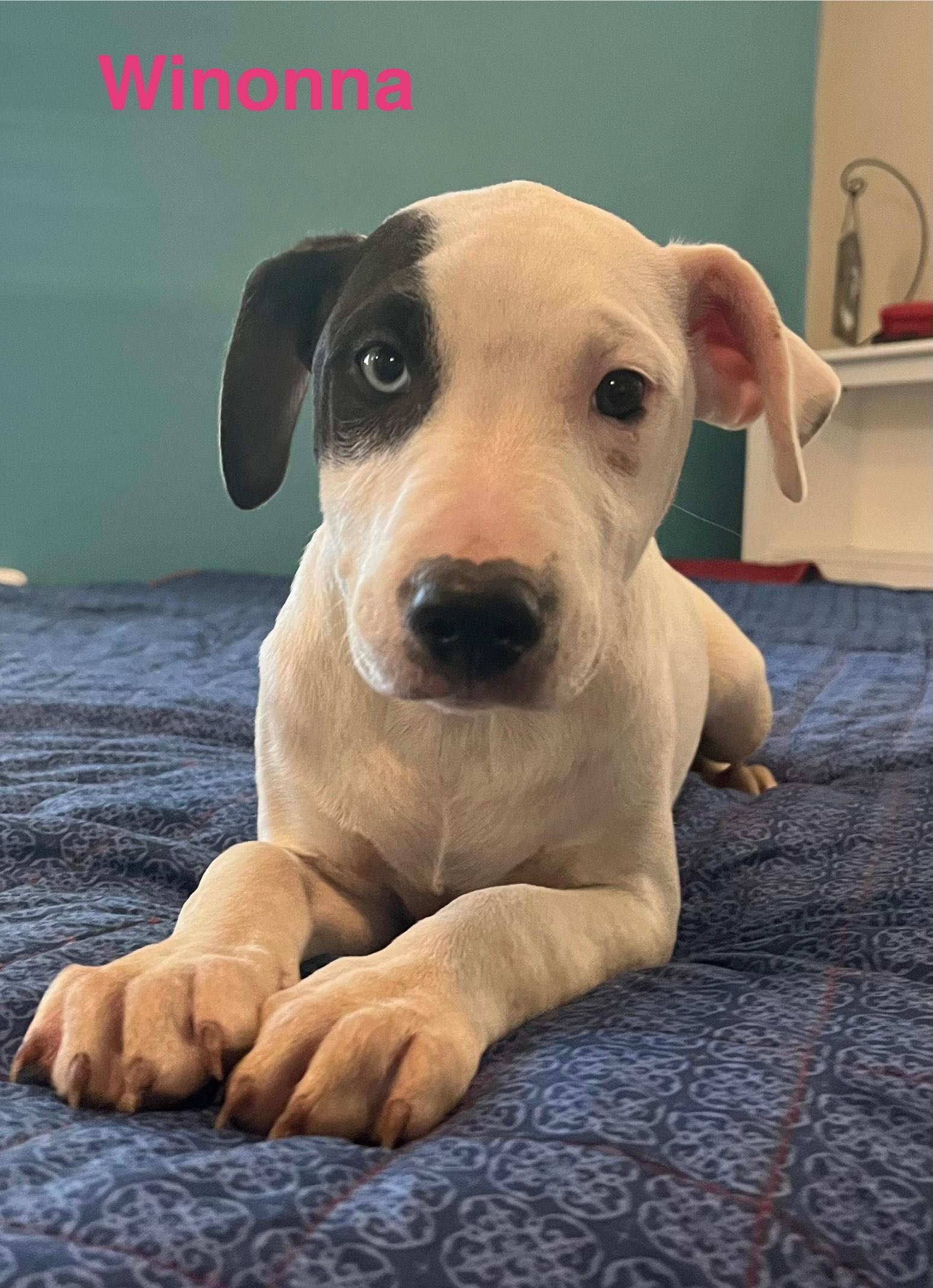 Enlarge winonna, a Adoptable mixed breed in Bloomington, IL image 5/6