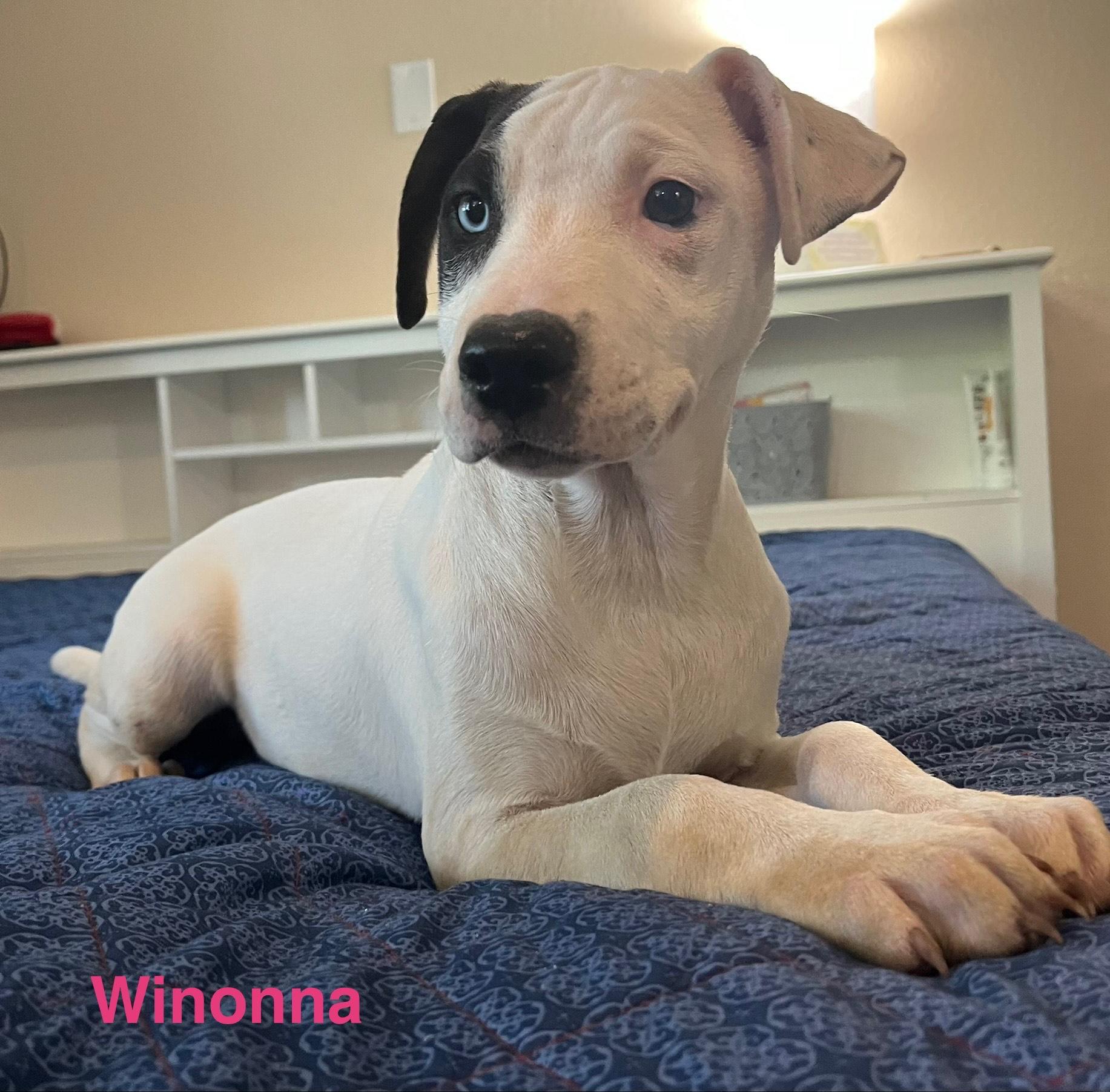 Enlarge winonna, a Adoptable mixed breed in Bloomington, IL image 4/6