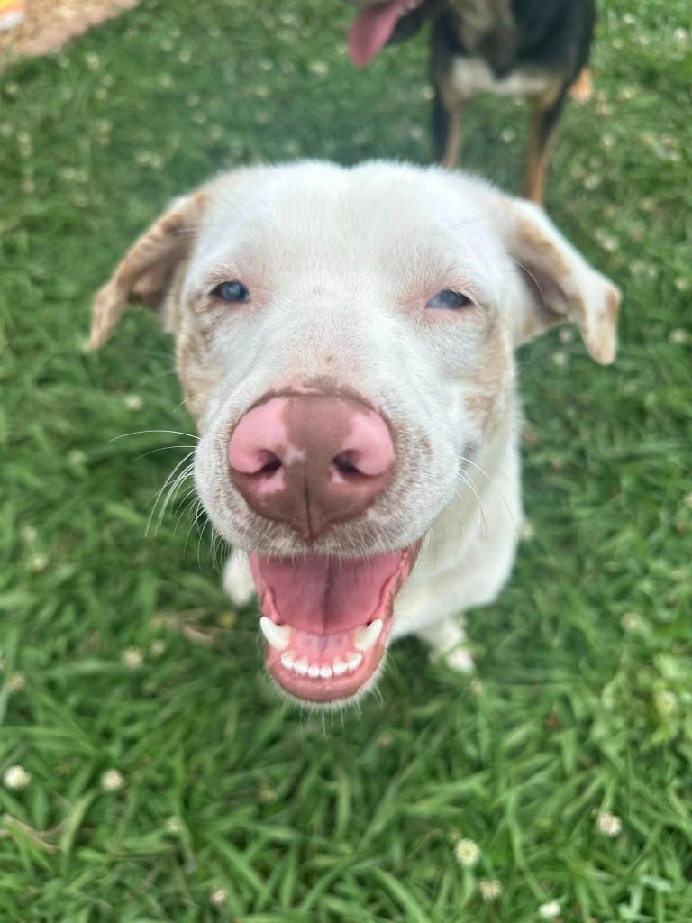 Enlarge Honey Bun, a Adoptable mixed breed in Fond Du Lac, WI image 1/6