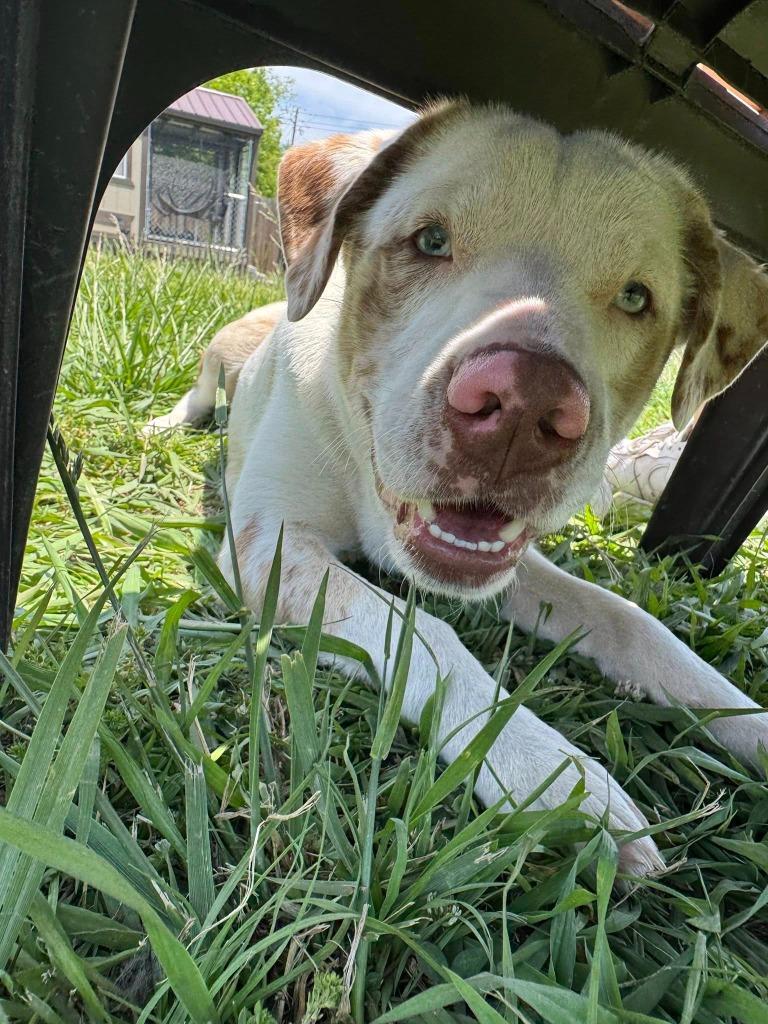 Enlarge Honey Bun, a Adoptable mixed breed in Fond Du Lac, WI image 2/6